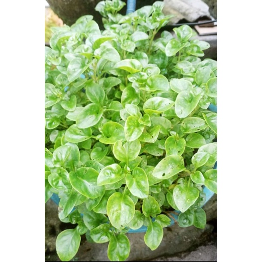 Bibit Bayam Brazil Stek Batang