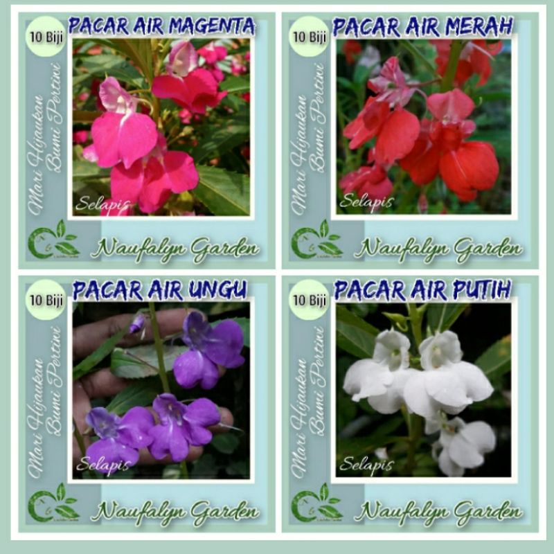 50 Benih Bunga Pacar Air Mix 4 Warna Selapis Balsamina Benih Bibit Bunga Hias Taman