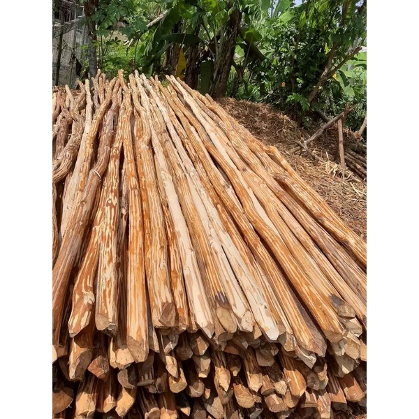 kayu Dolken kupas medang/kuspa