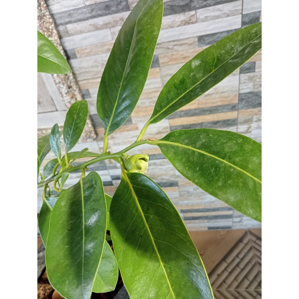 Bibit Tanaman Blacksapote Kondisi Berbuah