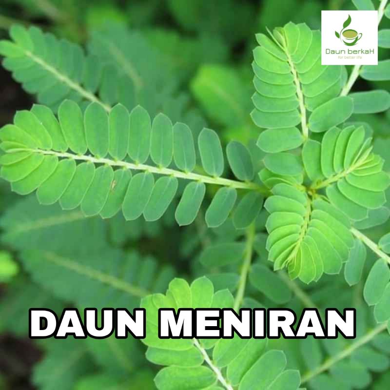 

DAUN MENIRAN SEGAR ALAMI HERBAL MUJARAB