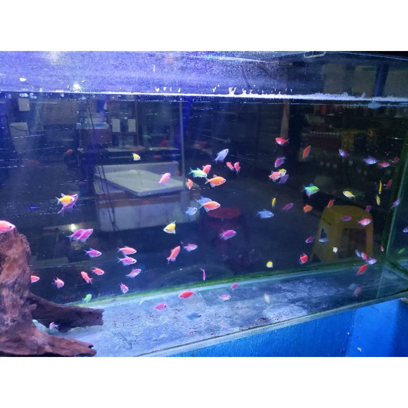 

ikanglowfish warna lengkap termurah