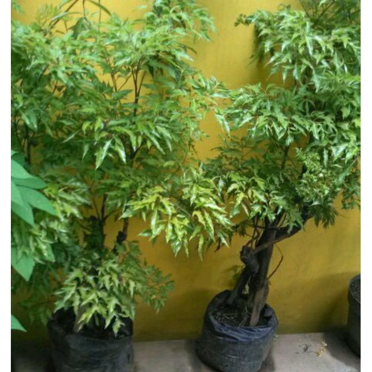 STEK BATANG FRESH Daun Cakra Cikri Berlangkas Bibit Segar Sayuran Herbal Lalapan Sayur Lalap Cakla C