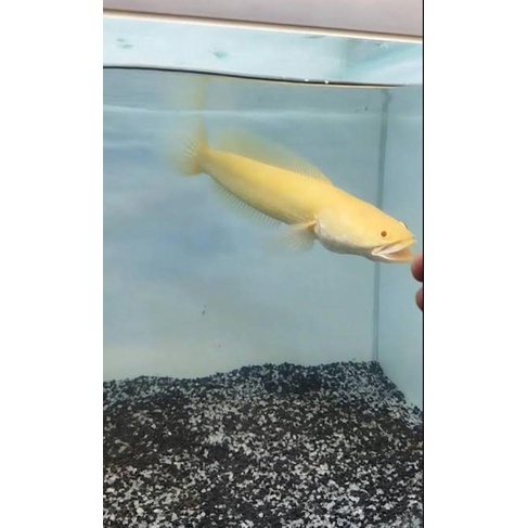 baby chana striata albino 6 cm (mata merah)