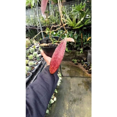 Hoya sp. tanggamus daun merah