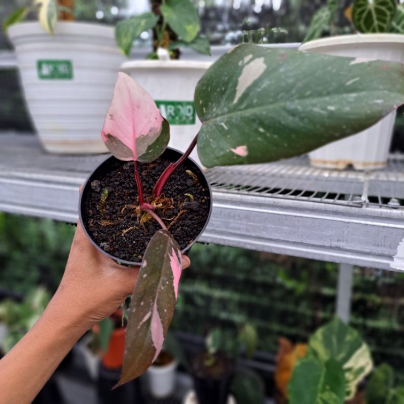 Philodendron Pink Princess Marble