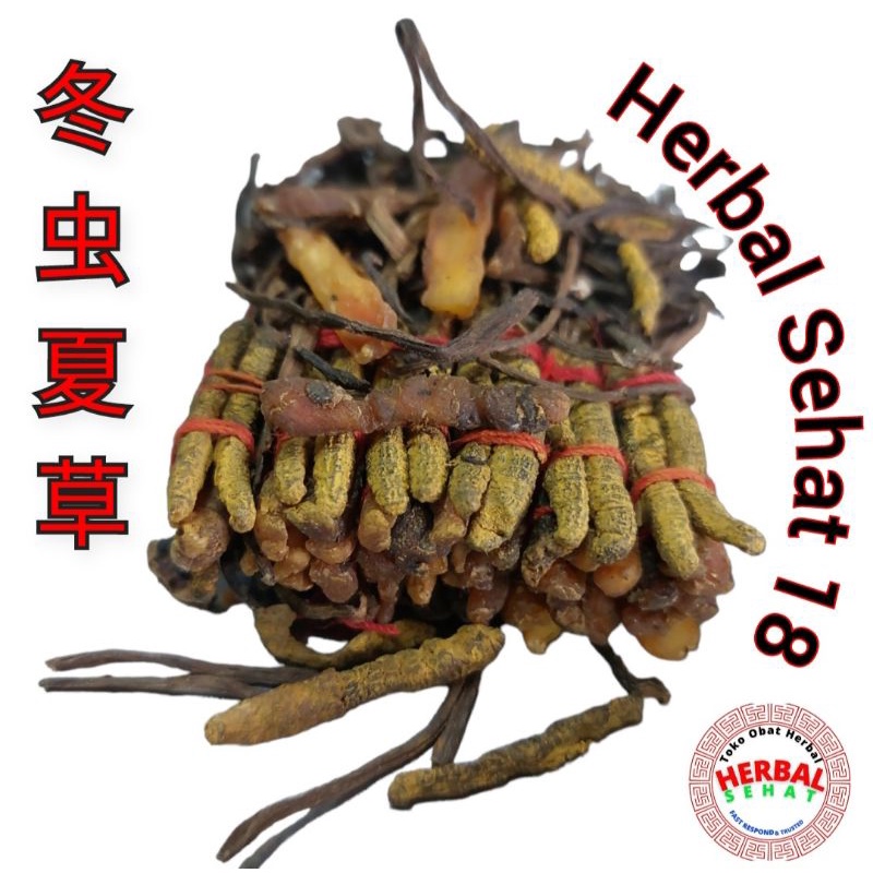 

Dong Chong Xia Cao - Cordysep Cordyceps Asli Obat Paru Ginjal 冬虫夏草