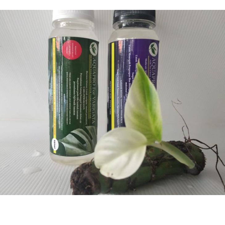 ➸ HORMON VARIEGATA Aquapro (paket) TANAMAN HIAS MONSTERA ♀