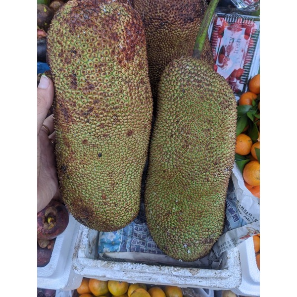 Buah Nangka Cempedak Madu (1pcs)