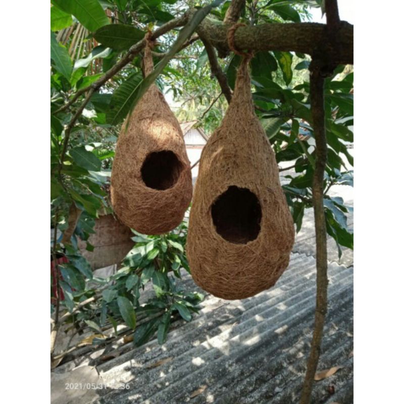 SARANG BURUNG LOVEBIRD GLODOK PARKIT TEMPAT BERTELUR BURUNG LOVEBIRD