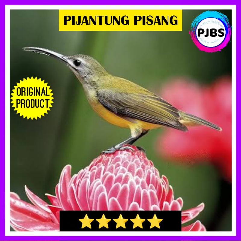 KOLIBRI PIJANTUNG PISANG bukan konin kowul