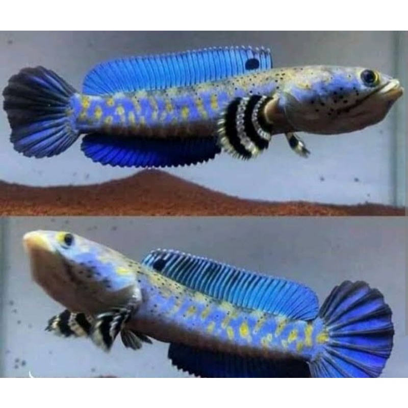 BLUE PULCRA SORTIRAN SINGLE TANK ±9 cm , FULL YELLOW SPOT, KUNING TEBAL