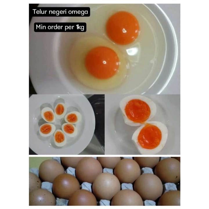 

Telur Negri Omega