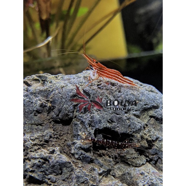 

udang red line