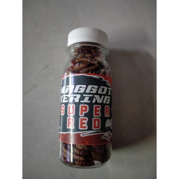 MAGGOT KERING BSF GRADE A