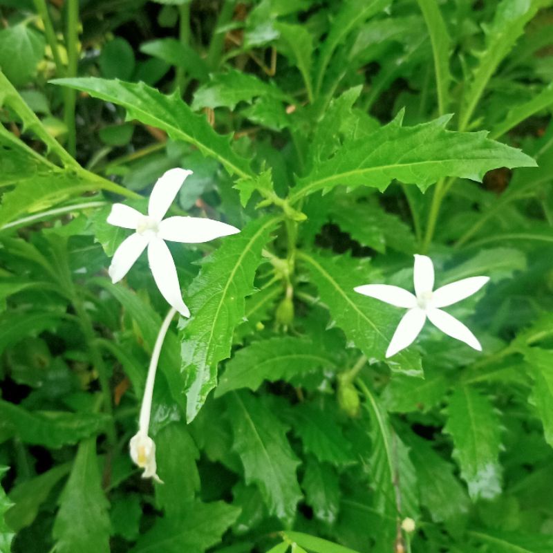 

Bibit Pohon Kitolod Alami