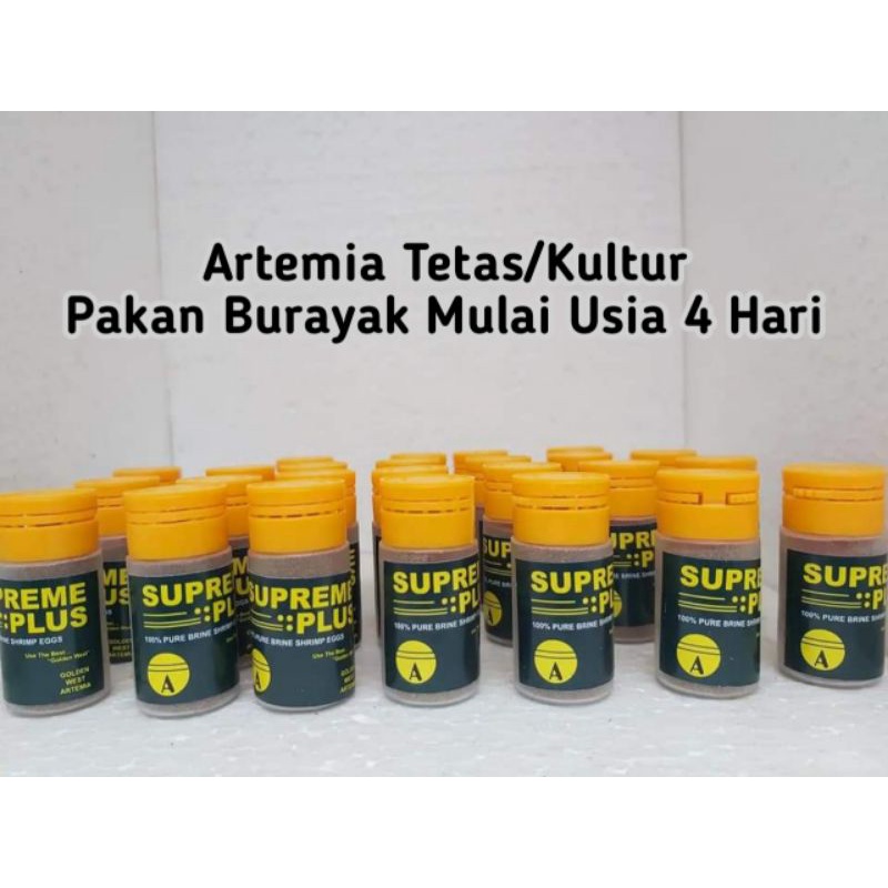 Artemia Supreme Plus Artemia Tetas/Kultur Pakan Burayak Cupang Usia 4 Hari