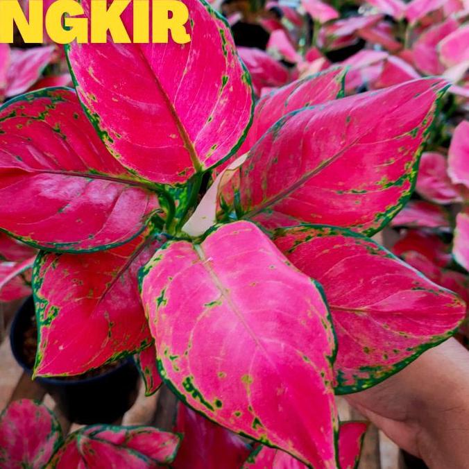 ✈ Red anjamani / aglonema red anjamani / red anja ✷