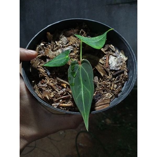 an.papilaminum x waroqenum