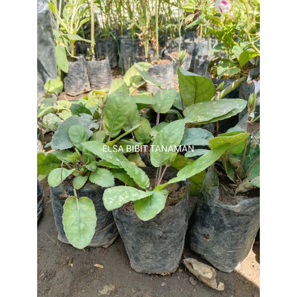 bibit GEMPUR BATU[herbal] beli 5 gratis pohon hidup - TitipBibit