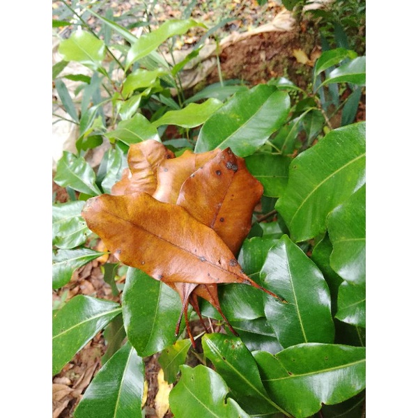 

DAUN CENKEH 1kg/KERING HERBAL KWALITAS TERBAIK
