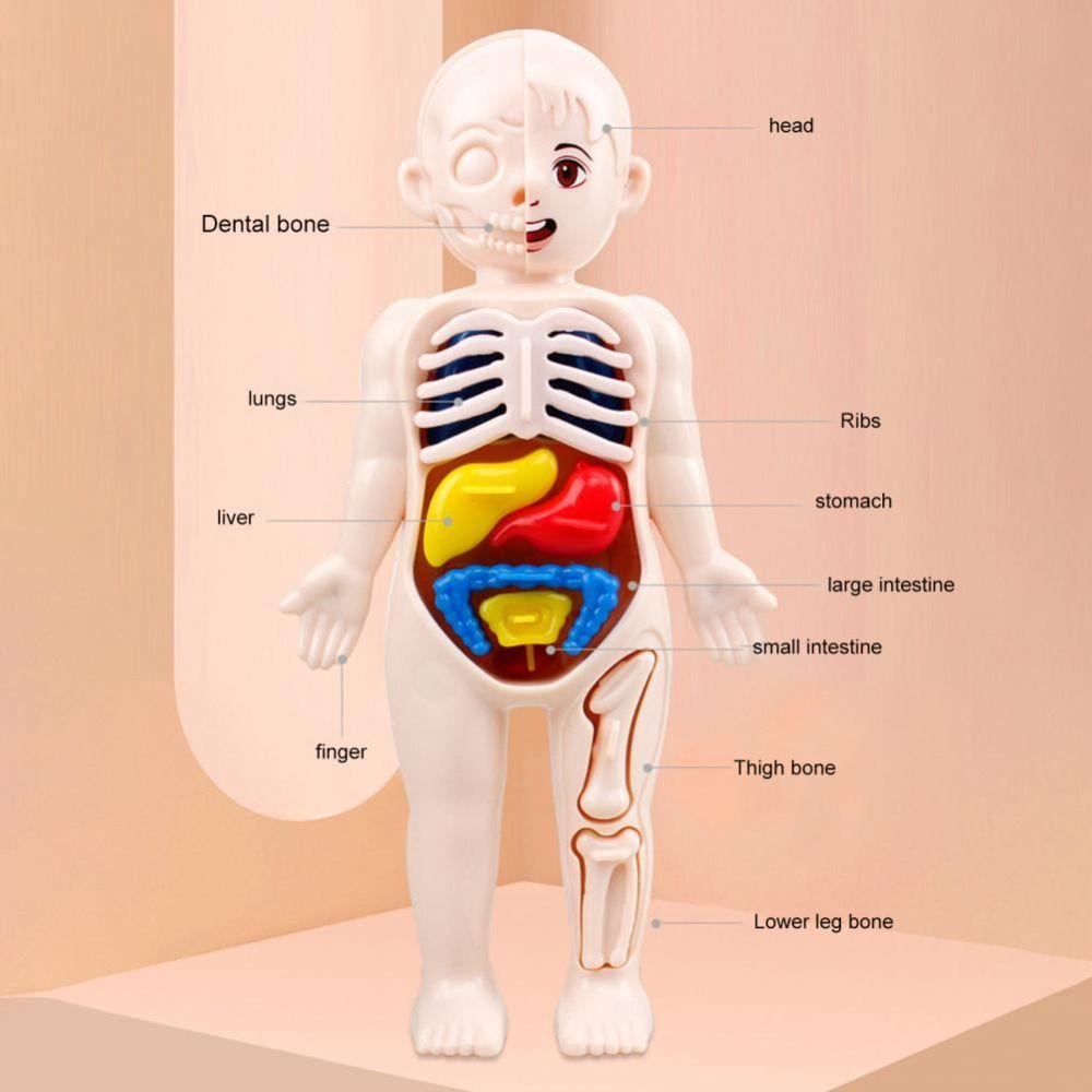 Quinton Mainan Anatomi Tubuh Manusia Kreativitas Tubuh Organ Edukasi Belajar Organ Manusia Angka Mainan Rakitan Mainan Edukasi Alat Mengajar Aksesoris Sekolah Model Organ Manusia