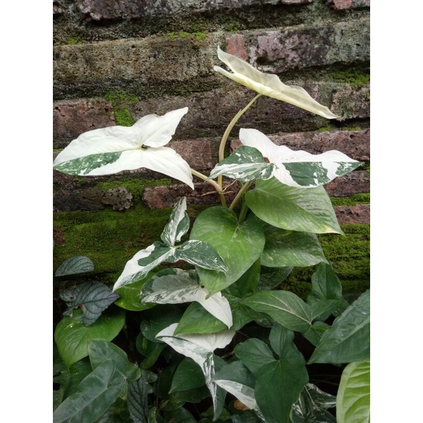 Syngonium Albo Variegata