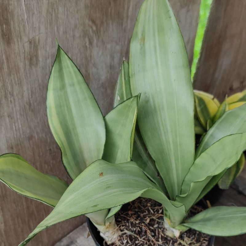 Sansevieria Moonshiene Varigata Sansevieria Var