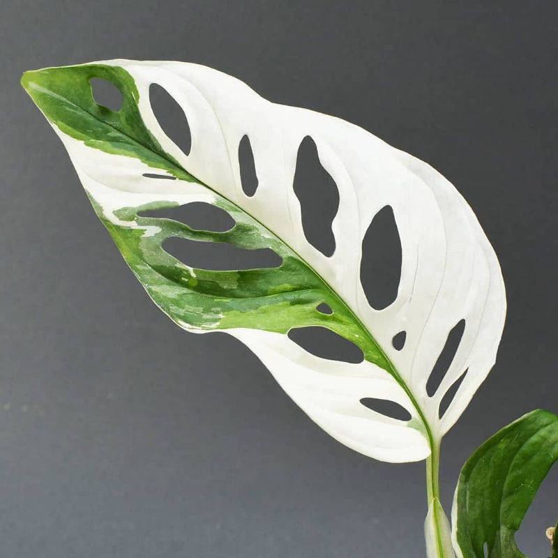 JANDA BOLONG VARIGATA//JANDA BOLONG VARIGATA