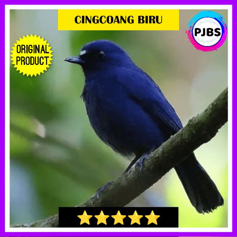 BURUNG CINGCOANG BIRU JANTAN bukan tledekan gunung kacer