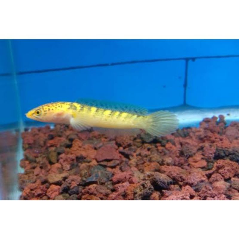 baby limbata golden tiger 3-5 cm kualitas bagus