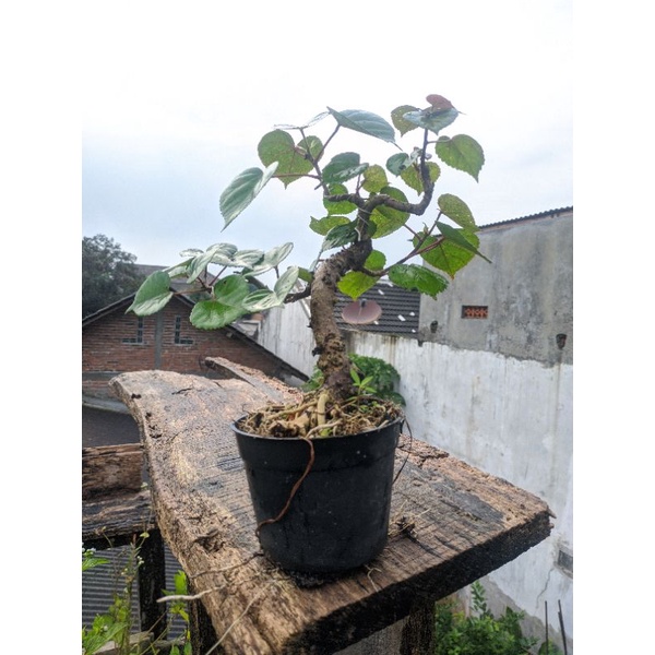 Kayu Bahan bonsai Waru vietnam mame realpict