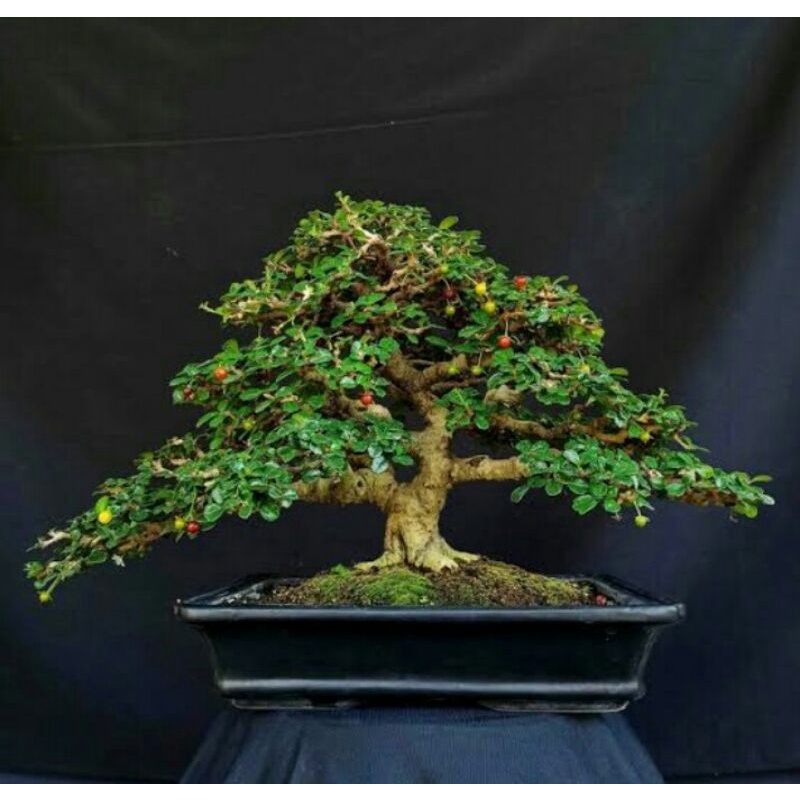 tanaman bonsai hokiantea micro berbuah siap tampil (sesuai foto)  - TitipBibit