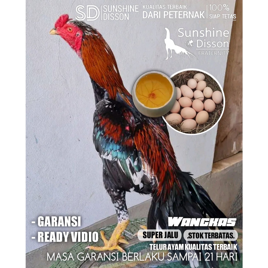ayam bangkok asli pakhoy super speed telur tetas ori