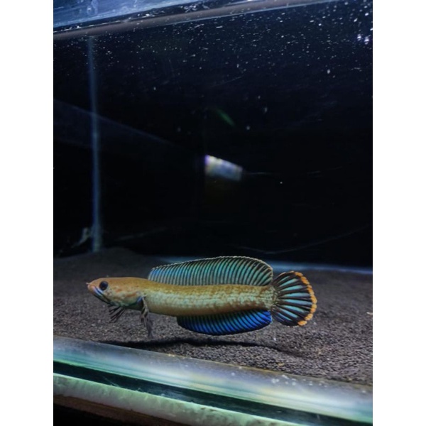 CHANA BABY ANDRAO (beli 2 gratis 1 )