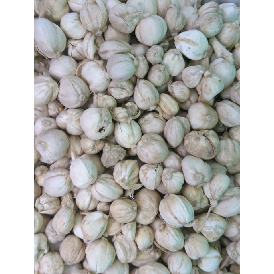 

Kapulaga Asli 1/4 kg