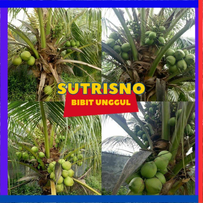 Bibit kelapa pandan wangi thailand import 1000%