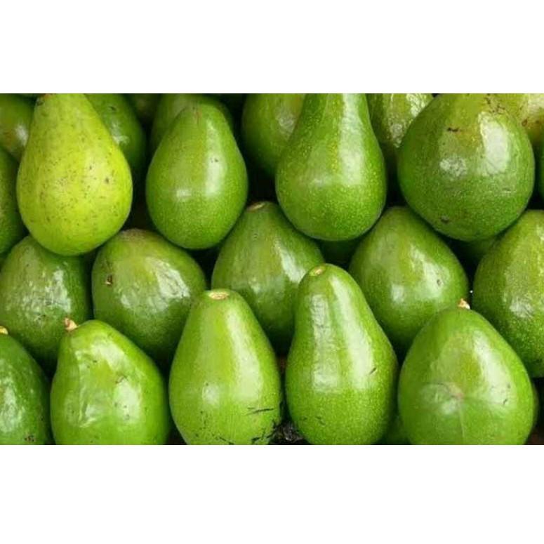 

【murah】 alpukat mentega 1000gr