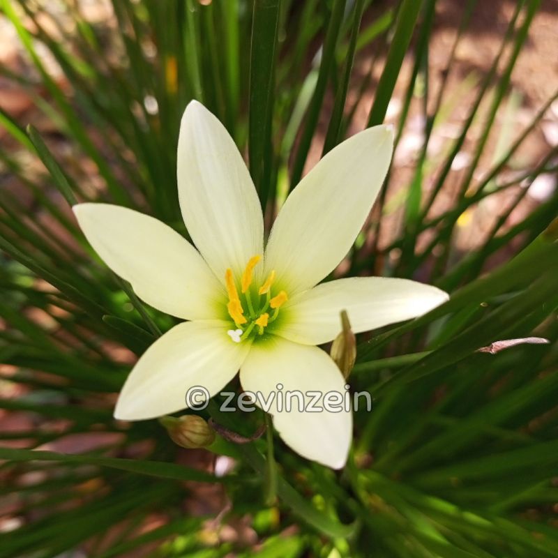 

Lili Hujan Putih Kekuningan ( Beli 10 Gratis 1 )