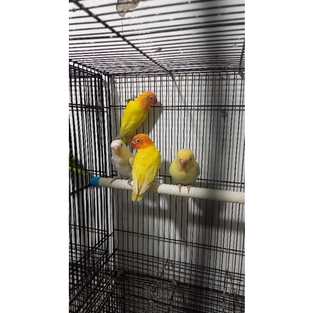 Lovebird Lutino Mata Hitam (MH) Paud