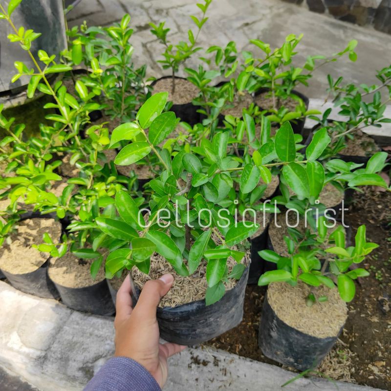 Bibit Tanaman Buah Ceri Vietnam / Hanoy Cherry - TitipBibit