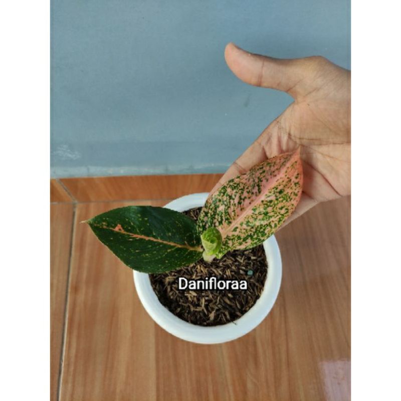 aglonema anakan stardust orange