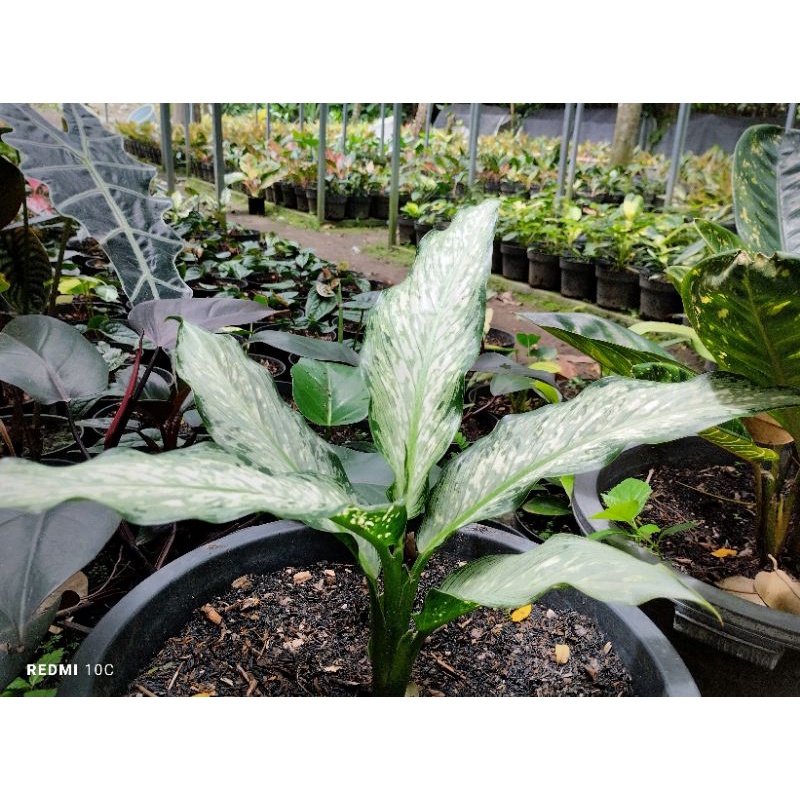 DIVEN CAMOUFLAGE  DIEFFENBACHIA SELENDANG PUTRI MACULATA TIKI