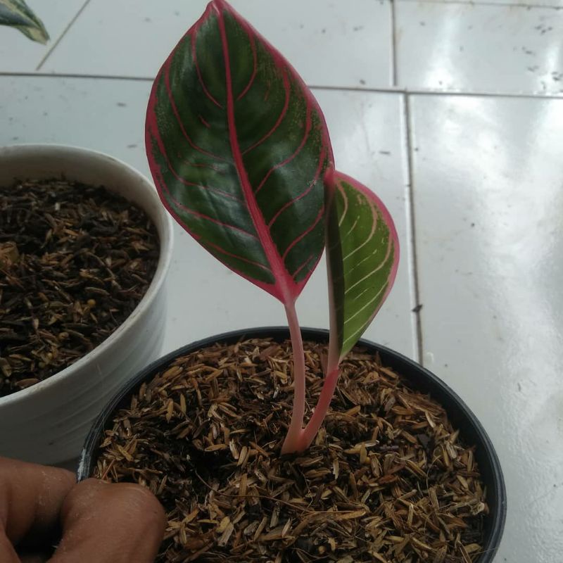 Bibit Anakan Aglonema Kanza Daun satu atau dua