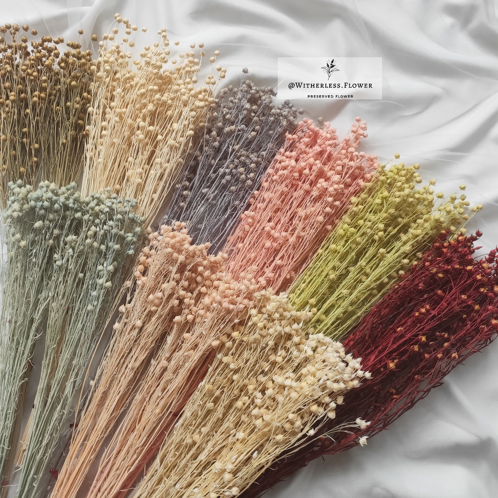 5 – 25 gr Preserved & Dried Lino Flower / Dried Flower Awetan / Bunga Lino Kering Awetan