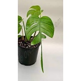 Epipremnum Skeleton Key  / Epip Skeleton Key / Epip Ekor Pari