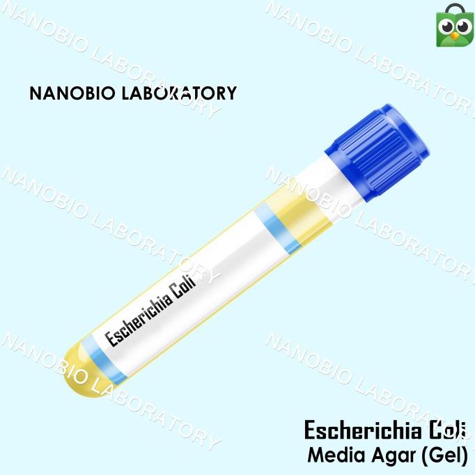 Bakteri E Coli (Bahan Penelitian) / Escherichia Coli / E. Coli