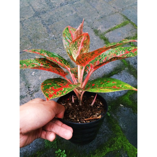 Aglaonema RED STARDUST