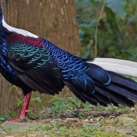 

✬ telur ayam hias swinhoe Pheasant ♘