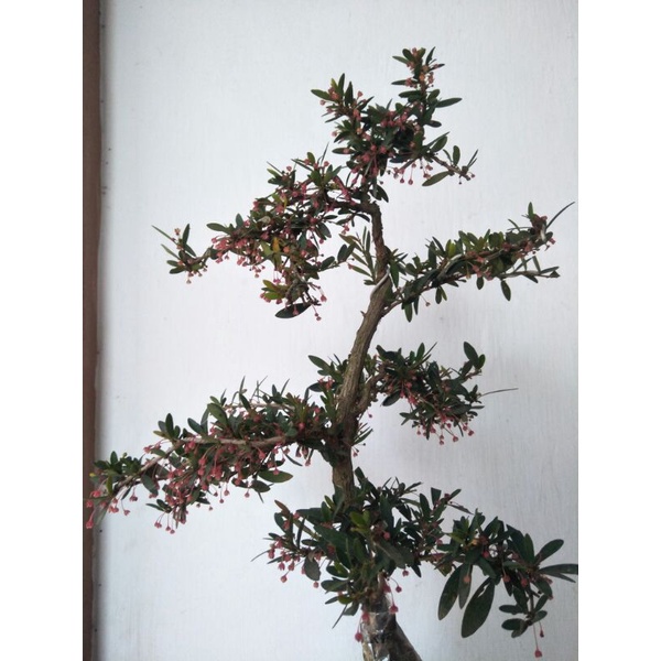 bonsai mini medium cindrawasih rare item - TitipBibit